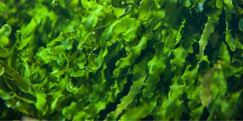 alga espirulina